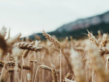 Odaklanmamış dağ arka planına sahip buğday tarlasına yakın çekim