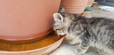 vahşi kedi yavrusu içecek su bitki