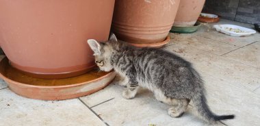 vahşi kedi yavrusu içecek su bitki