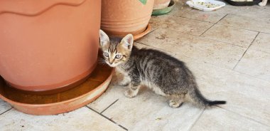 vahşi kedi yavrusu içecek su bitki