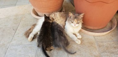 Onu yavru kedi ile vahşi kedi