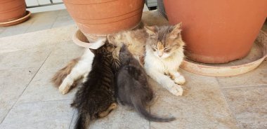 Onu yavru kedi ile vahşi kedi