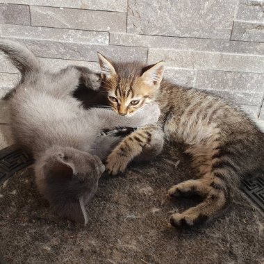 savaşta oynamaya vahşi kedi yavrusu