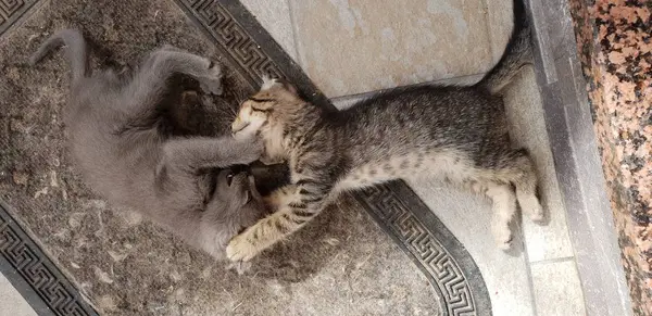 Gatito Salvaje Jugando Lucha — Foto de Stock