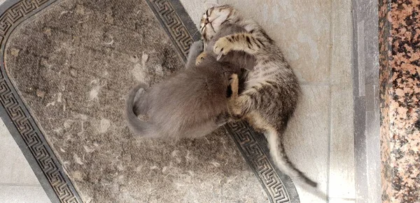 Savaşta Oynamaya Vahşi Kedi Yavrusu — Stok fotoğraf