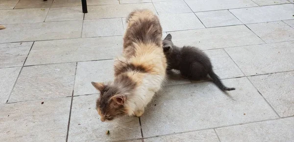 그녀의 고양이와 고양이 — 스톡 사진