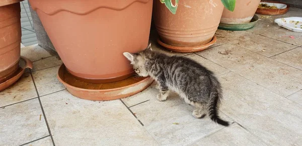 野生の子猫の植物から水を飲む — ストック写真