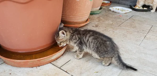 野生の子猫を飲む水 Fram — ストック写真