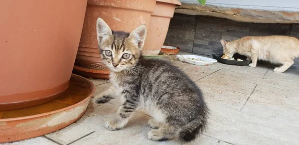 Selvagem Cinza Bonito Gatinho — Fotografia de Stock