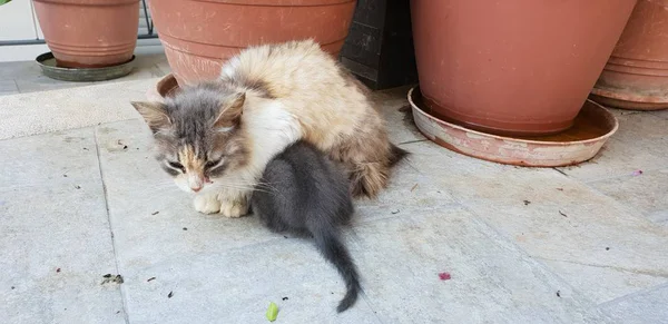 Wildkatze Mit Ihren Kätzchen — Stockfoto