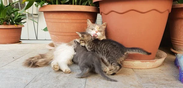 Gato Salvaje Con Sus Gatitos —  Fotos de Stock