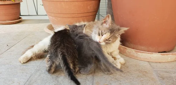 野猫与她的小猫 — 图库照片