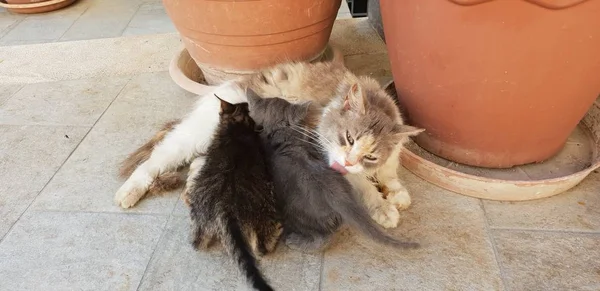 Onu Yavru Kedi Ile Vahşi Kedi — Stok fotoğraf