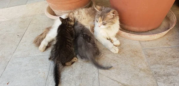 Vild Katt Med Hennes Kattungar — Stockfoto