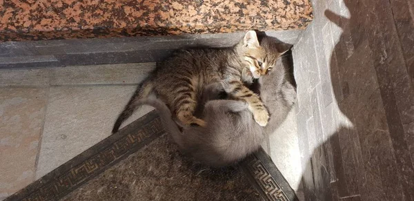 Gatito Salvaje Jugando Lucha — Foto de Stock