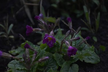 Yağmurdan sonra bitkiler