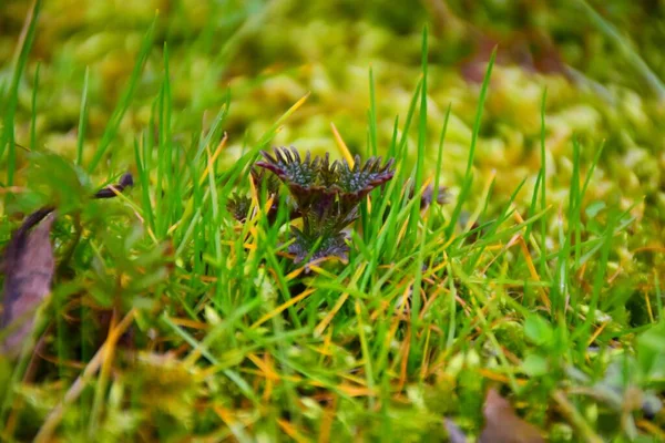 Nettle Grass — Stock Photo, Image