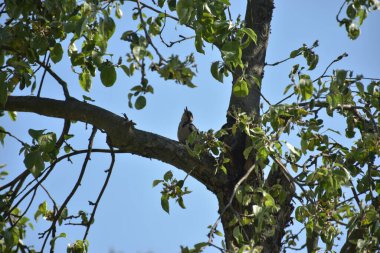 Elma ağacındaki ağaçkakan.