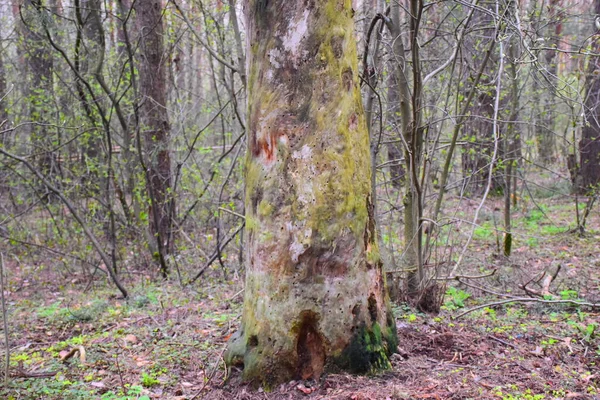 Gammalt Träd Skogen — Stockfoto