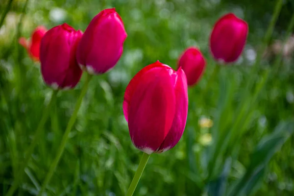 Tulips Summer Garden — Stock Photo, Image