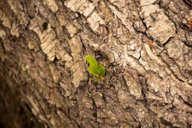 Bir kereste fabrikasında devrilmiş ağaç, ama yaşamaya devam ediyor.