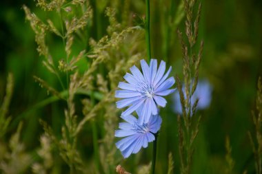 Hindiba bir açıklıkta yetişir