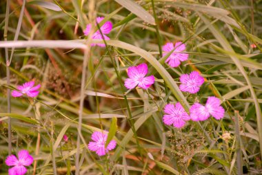 Bunlar kır çiçekli saatler.