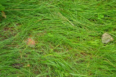 Ormanda yeşil çimenler