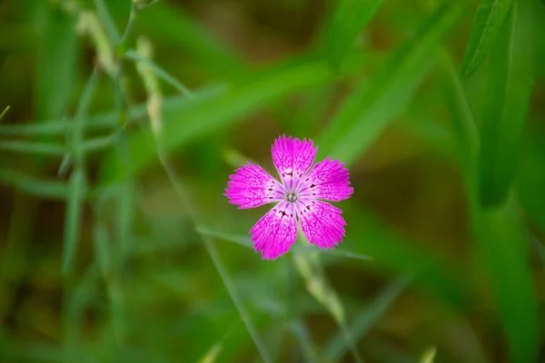 Estas São Flores Uma Clareira — Fotografia de Stock