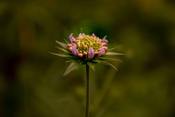 Fiore Nella Foresta — Foto Stock