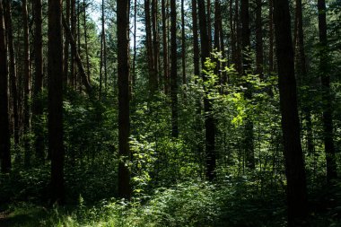 Yaz ormanının güzelliği