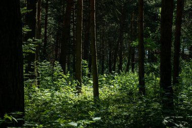 Akşam ormanının güzelliği