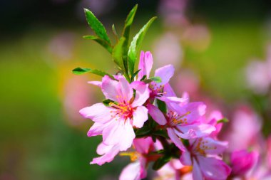 Güzel yaz pembe çiçekleri