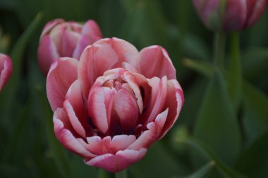 Güzel çiçek açan Nisan lalesi