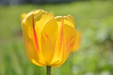 Bahar çiçekleri güneşli bir günde