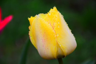 Yağmurdan sonra laleler