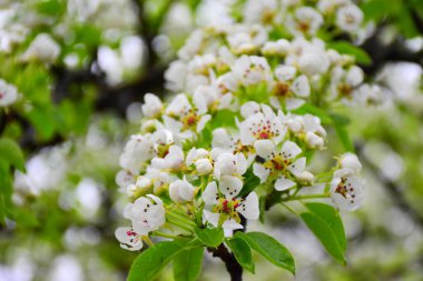 Büyükannemin bahçesinde bahar ağaçları