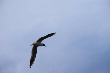 Mavi gökyüzünde martı