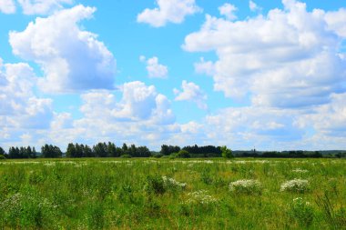 Sıcak yaz günü doğada