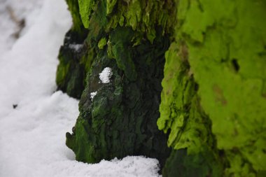 Kış ağacında kar
