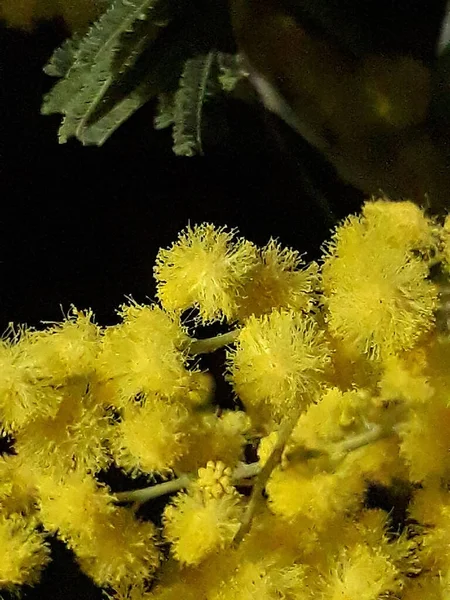 Jarní Žluté Květy Mimózy — Stock fotografie