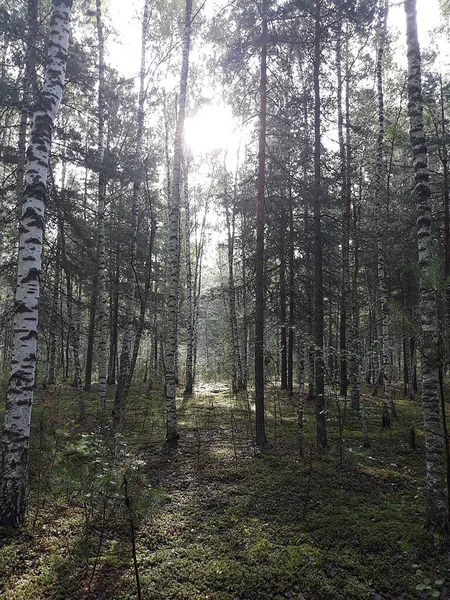 Vacker Skog Vacker Sommardag — Stockfoto