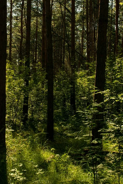 Belleza Del Bosque Nocturno — Foto de Stock