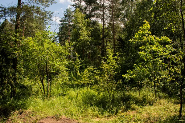 Paseo Por Espesura Del Bosque — Foto de Stock