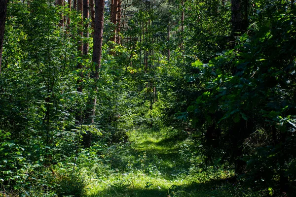 Ormanda Bir Yürüyüş — Stok fotoğraf