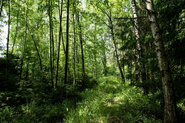 Camino Cubierto Vegetación Las Profundidades Del Bosque — Foto de Stock