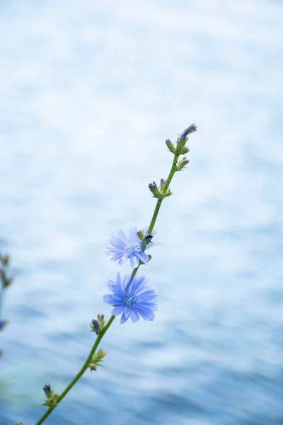 Chicorei Achtergrond Van Rivier Moskou — Stockfoto