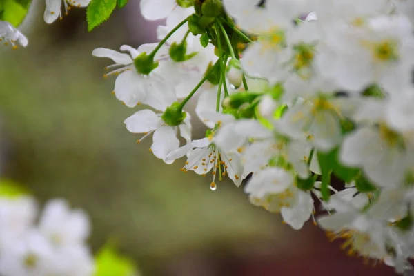 Frühlingsbäume Garten Meiner Großmutter — Stockfoto