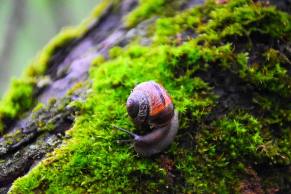 Viagem Pequeno Caracol Pomar Maçã — Fotografia de Stock