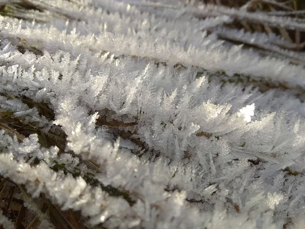 Grass Winter Garden — Stock Photo, Image